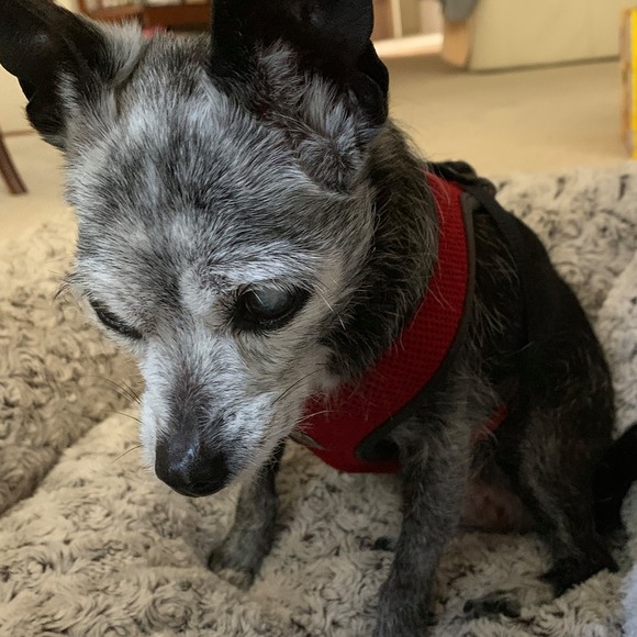 Meet your Posher, Sandy - Picture 1 of 1